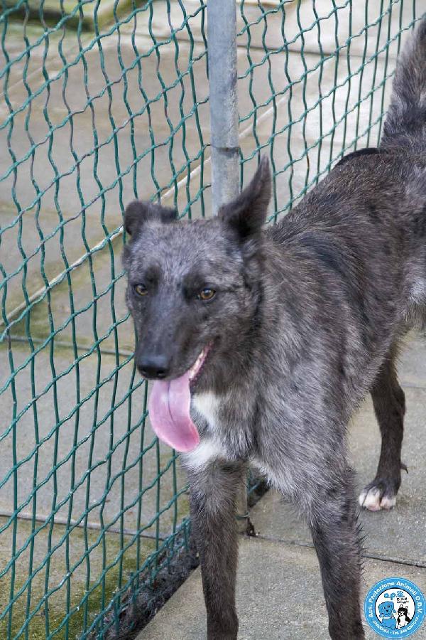 Nina, Nana e Noah: il club degli invisibili Foto 2